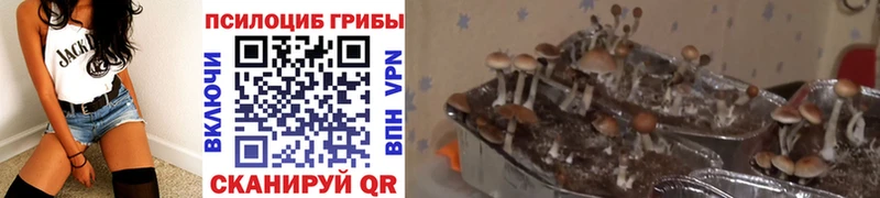 как найти закладки Нерехта блэк спрут вход Псилоцибиновые грибы Psilocybine cubensis